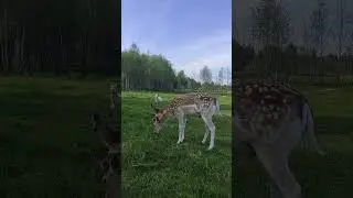 У лани Попрыгунчика растут новые рожки 