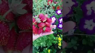 Купчиха на Алтае ! Необыкновенно вкусная!