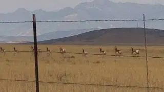 Antelope in Eagle mountain