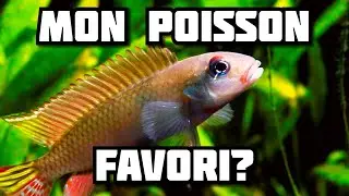 Mon Poisson Favori #1: Nanochromis Parilus