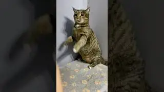Кот Миша не дает хозяйки погладить себя
