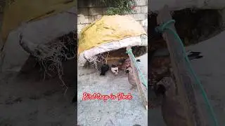 Wow Amazing Pigeon Bird Trap. #shortvideo #birds #animaltrap
