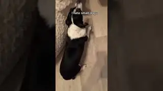 Jules LeBlanc and Devin TikTok