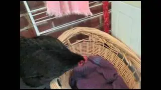Lulu lays an egg