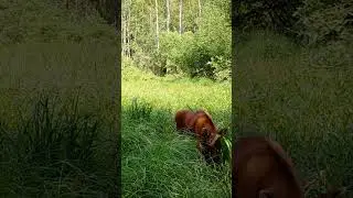 Лосёнок зовёт маму 