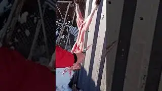 Мастер класс - разделка кролика - на шашлык - забой кролика - жизнь в деревне