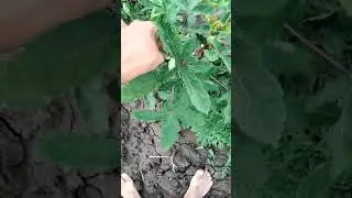 bhinda ( lady-s finger )