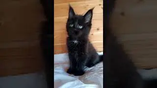 Черная девочка, котенок мейн кун