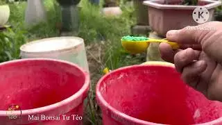 Bón phân tháng 6 âm lịch cho những cây mai chơi tết