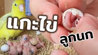 ไข่แตก!! ออกมาเป็นตัวแล้วจ้าาา
