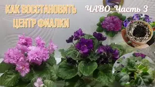 Цветоносы из центра? Восстановим фиалку! ЧАВО. Ч.3
