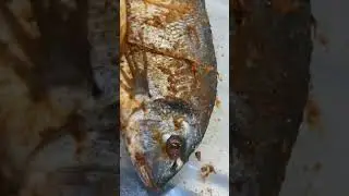 Seasoned up fish#jamaica#westindies#youtubeshorts#fyp#america#turkey#spain#africa#india#mexico#italy