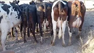MAS DE 20 ANIMAS ENTRE 15 E 20 KG DI LEITE. ÁGUAS BELAS PERNAMBUCO 06 11 2024