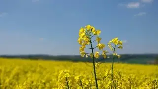 Xiaomi Mi 6 Camera Sample