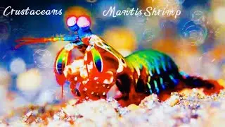 Crustaceans: Mantis Shrimp 🦐 shrimp #fypシ #ocean #seaanimals #seacreatures #seafood#shrimp #shrimps