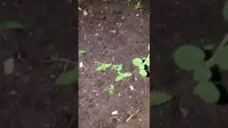 How to grow weed from seed to harvest.