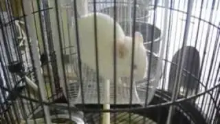 Chinchilla......running in its wheel.
