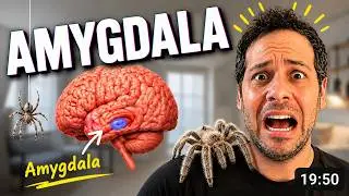 The Amygdala and Fear Conditioning