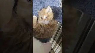 #ameer_family  #cat #kitten #cute #catlover #kitty #cutecat #pets #funnycats