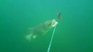Powerful attack at Savage Gear 4D Line Thru Perch