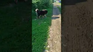 Все знает и все понимает! ц🐕🥰