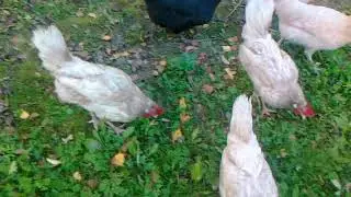 Щенки и курочки