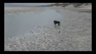 The Littlest Ellie, Cocker Spaniel to littlest hobo theme
