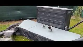 nouvelle vidéo de mon bassin de jardin bientôt fini
