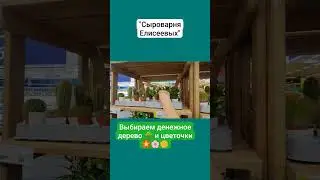 Выбираем денежное дерево 🌳 и цветочки 🏵️🌸🌼 / Сыроварня Елисеевых