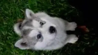 Loki - 5 Weeks