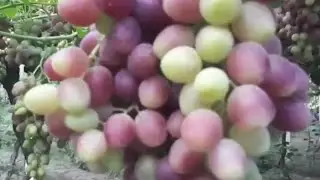УЗУМ ЧАНГ ШУР  КАСАЛИГА....ШАМПУН СУЮЛТИРИЛГАН САВУН. ФОЙДАСИ