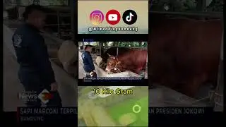 WOW ‼️SAPI 1 TON, Kurban Bapak Presiden Jokowi