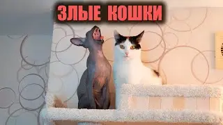Маленького сфинкса не принимают мои кошки