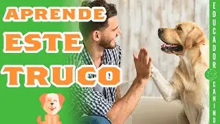 How to Teach Your Dog to Shake His Paw in Just a Few Minutes.