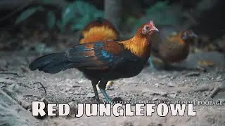 Red junglefowl in the wild / Thailand