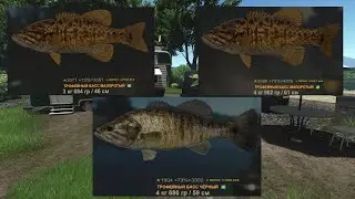 Fisher Online Франция: Бас черный, Бас малоротый, Голавль, Щука, Форель на живца.