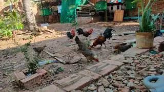 @fam red junglefowl 