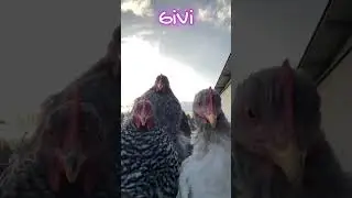 Диско 90 -  видео из села Село