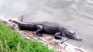 Florida ALLIGATOR🐊 chillin' by a pond. FRONT and BACK VIEW!