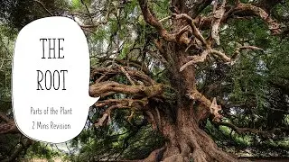 The Root - Parts of a Plant | Class 4 | ICSE | Science Olympiad | 2 Minute Revision