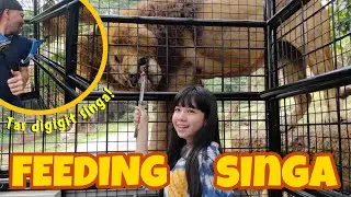 KASIH MAKAN SINGA SAMPAI TAS DIGIGIT SINGA! DAN KE ISTANA PANDA DI TAMAN SAFARI BOGOR