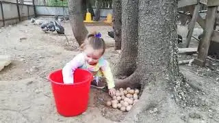 Сбор яиц