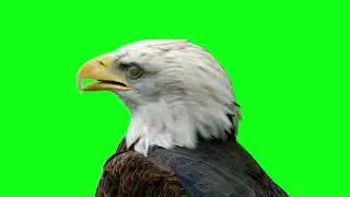 Eagle green screen,  eagle overlay,  eagle footage,  green screen eagle material, 4k footage