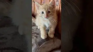 Как Симба моется 