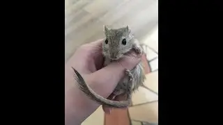Монгольская песчанка