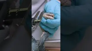 Measuring a python and an adder from our snake collection | ASMR 