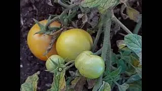 جزء من برنامج العناية بحديقتي المتواضعة🍅🍅🍅🌲🌺🌱⚘️💐
