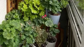 A balcony with pelargoniums. YUZIS-Perseus. Saving Denise.