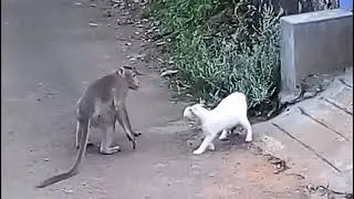 Monkey finds a friend
