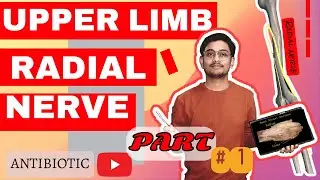 RADIAL NERVE PART 1 DETAIL EXPLANATION WITH UNIVERSITY NOTES📔📔